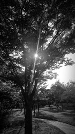 Trees against sky