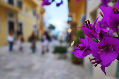Close-up of pink flowering plant