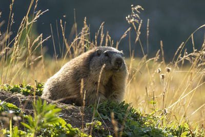 Alpine marmot  in high mountains in bavaria, germany in autumn