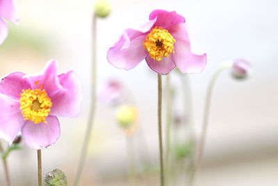 Close-up of japanese anemone