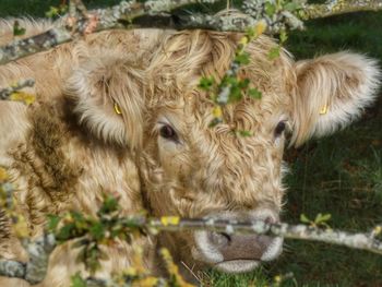 Portrait of sheep on field