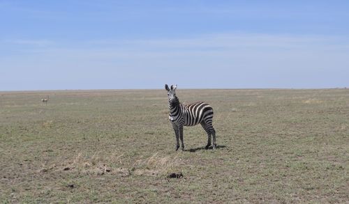 View of a horse on field
