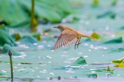 Bird flying over sea