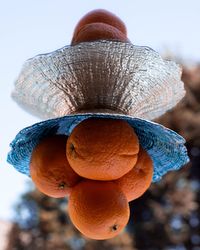 Close-up of orange fruit against blue sky