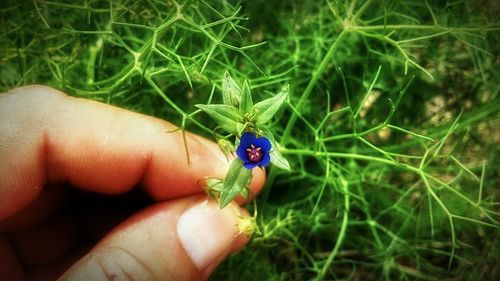 Close-up of cropped hand holding plant