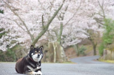 Dog resting on empty road against cherry trees