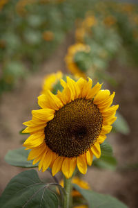 Close-up of sunflower on field