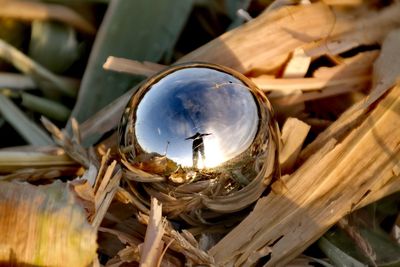 Close-up of crab on wood