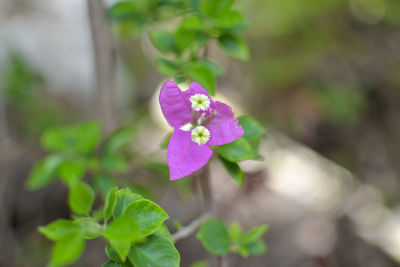 Close-up of pink flowering plant