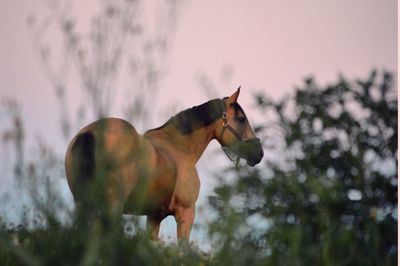 Close-up of horse against sky