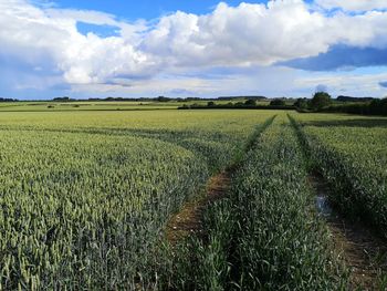 Scenic view of agricultural field against sky