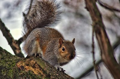 Close-up of squirrel on tree