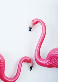 Close-up of swan in water against white background