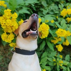 Close-up of a dog