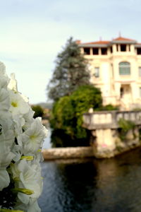 Close-up of flower against built structure