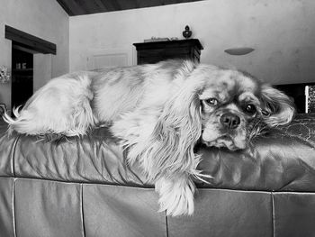 Portrait of dog relaxing at home