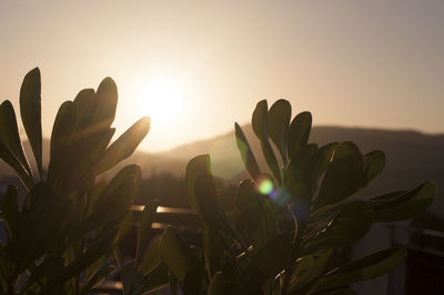 Cactus plant against sky during sunset