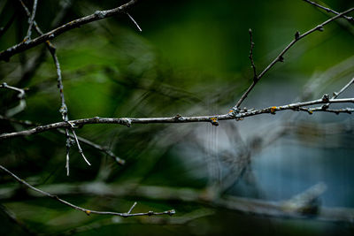 Close-up of raindrops on barbed wire fence