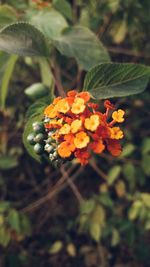 Close-up of orange flowers blooming outdoors