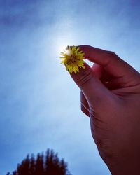 Close-up of hand holding flowering plant against sky