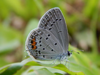 Close-up of butterfly on leaf