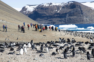 Breeding colony in the sun with group of people in the backgruond in the antarctica