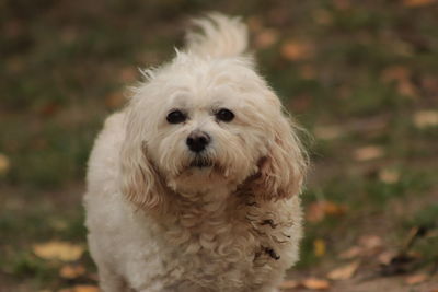 Portrait of white dog on field