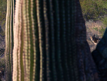Close-up of plant in forest