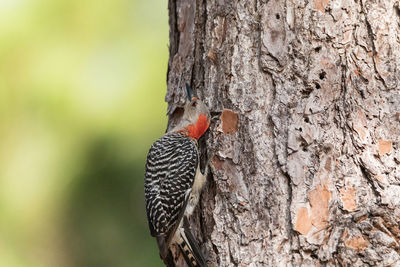Pecking red bellied woodpecker melanerpes carolinus on a pine tree