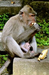 Close-up of monkeys sitting outdoors