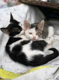 Portrait of kitten sitting outdoors