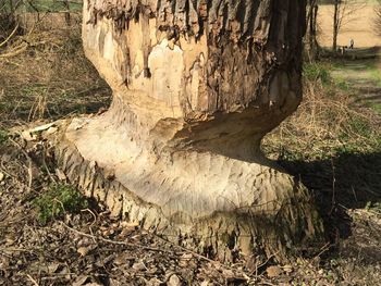 Close-up of tree stump in forest