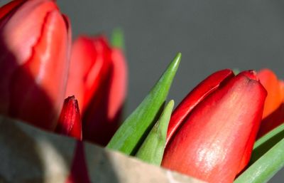 Close-up of red chili peppers on plant