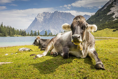 Cows resting at grassy lakeshore against mountains