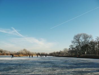 Trees against clear sky during winter