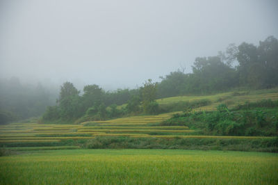 Scenic view of field against sky