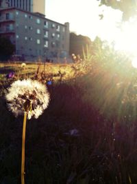 Close-up of dandelion flower