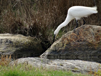 View of duck on rock by river