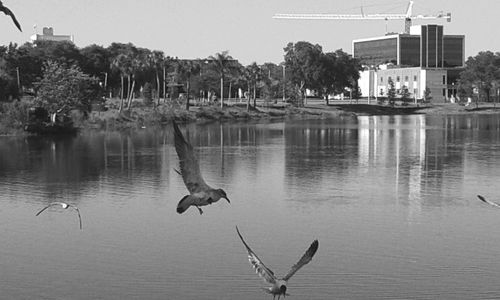 Bird flying over water