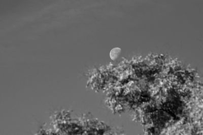 Low angle view of plant against clear sky
