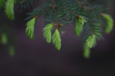 Close-up of plant