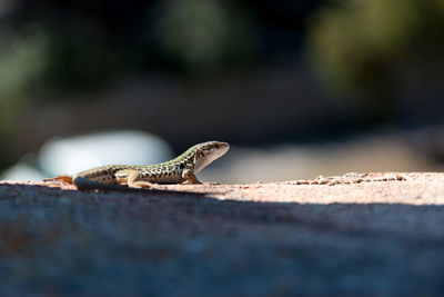 Close-up of lizard on rock