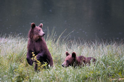 Bears in grass