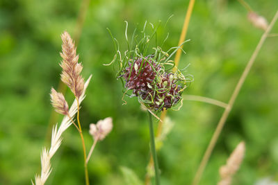 Close-up of red flowering plant on field