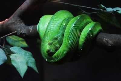 Green snake on tree branch