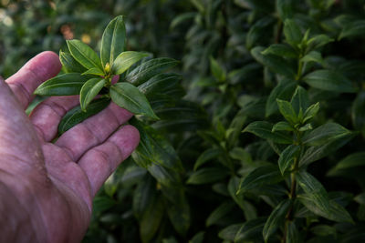 Cropped hand holding plant