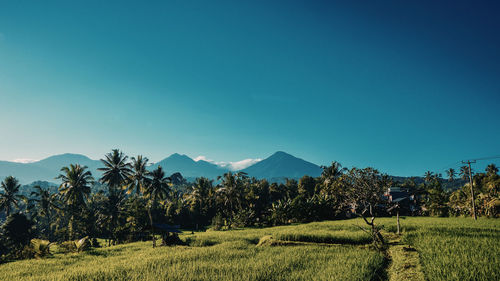 Scenic view of field against clear blue sky