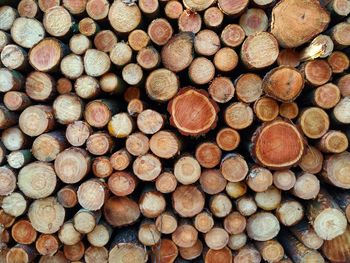 Full frame shot of logs in forest