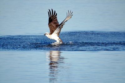 Bird flying over the sea