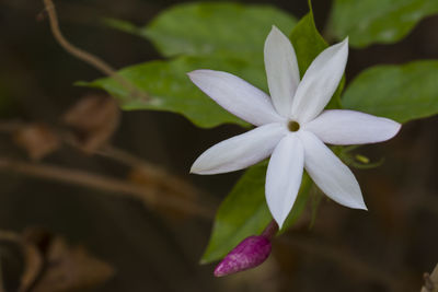 Close-up of frangipani blooming outdoors